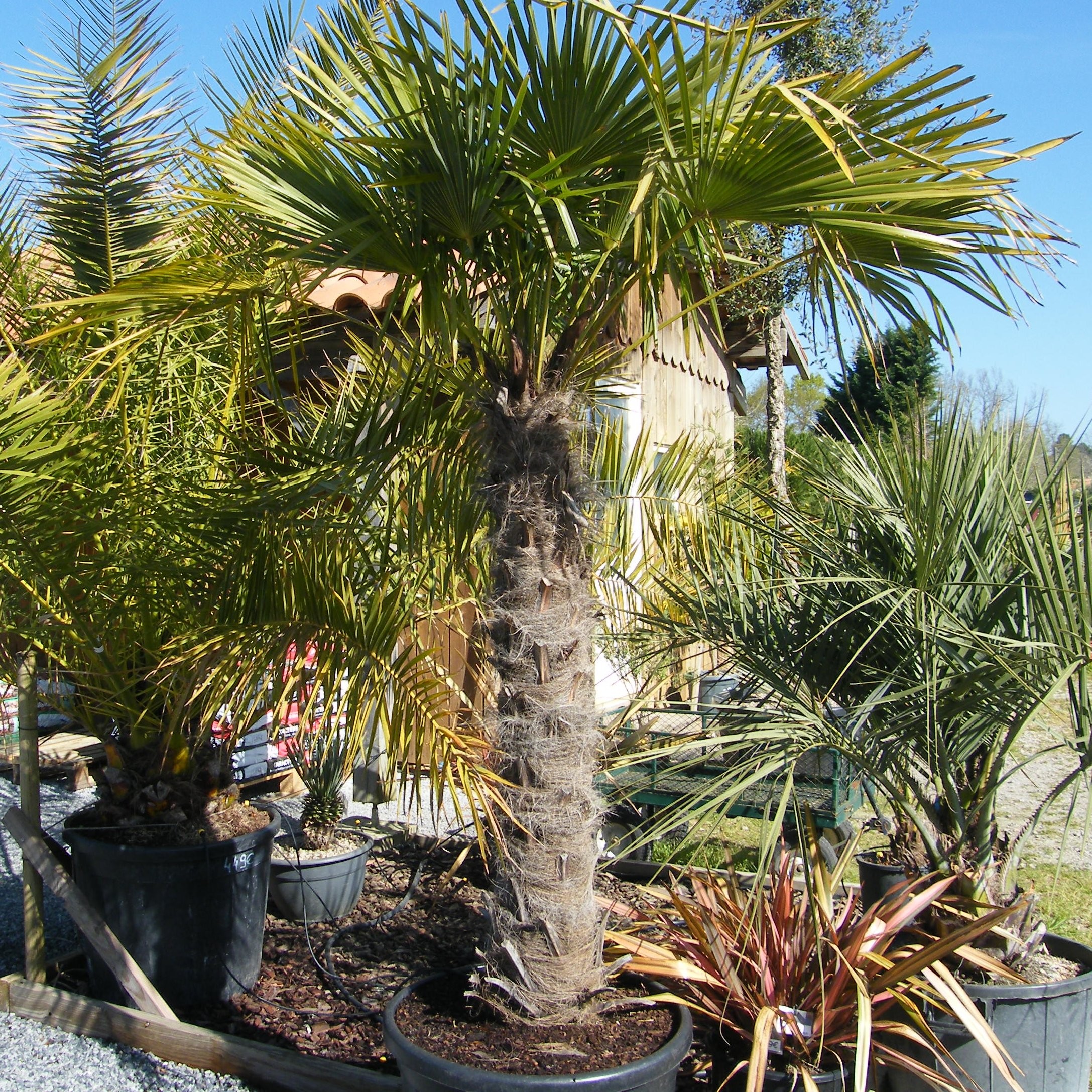 Trachycarpus Fortunei Pepiniere de l Airial