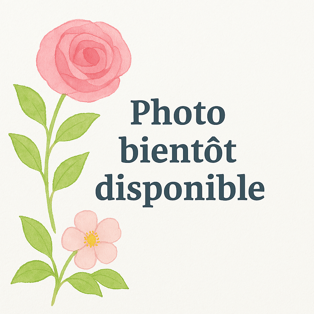 Banksiae ‘Alba Plena’