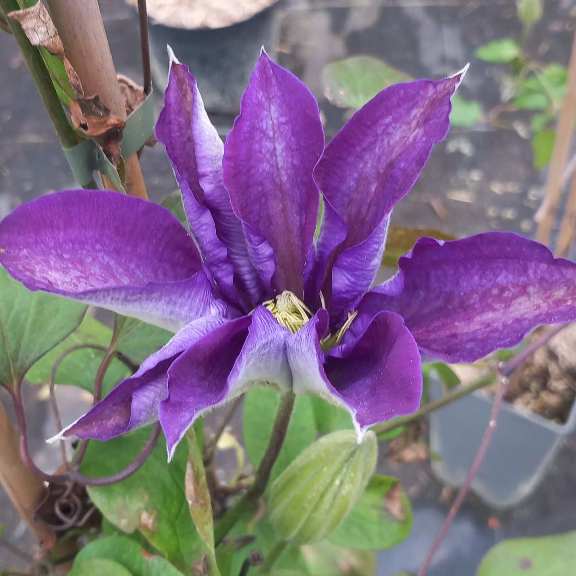 Clematite Daniel Deronda Plantes grimpantes Pepiniere de l Airial