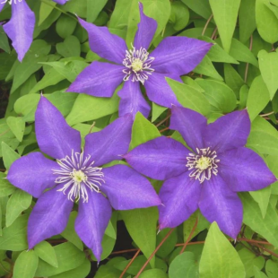 Clematite Daniel Deronda Plantes grimpantes Pepiniere de l Airial