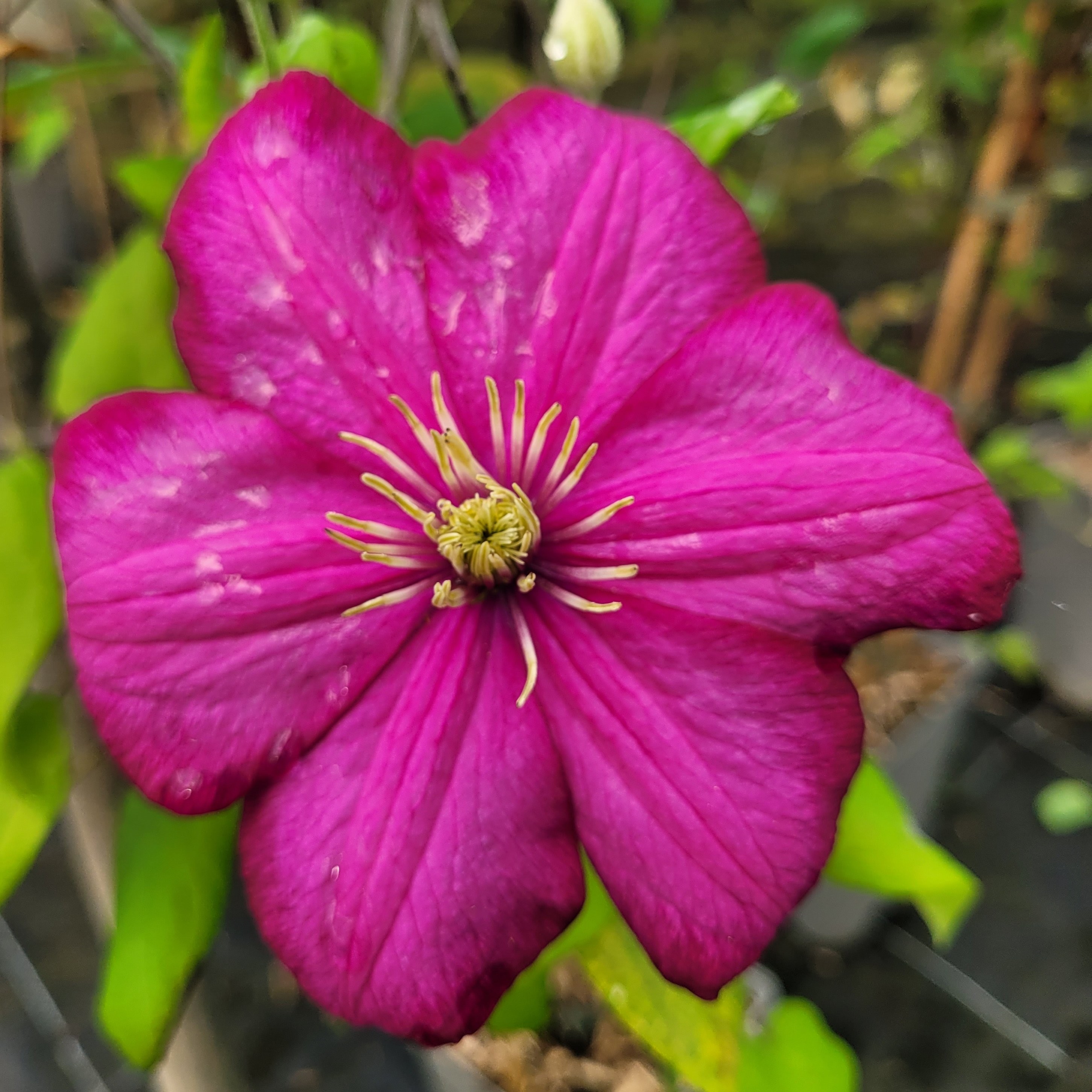 Clematite Ville de Lyon Plantes grimpantes Pepiniere de l Airial