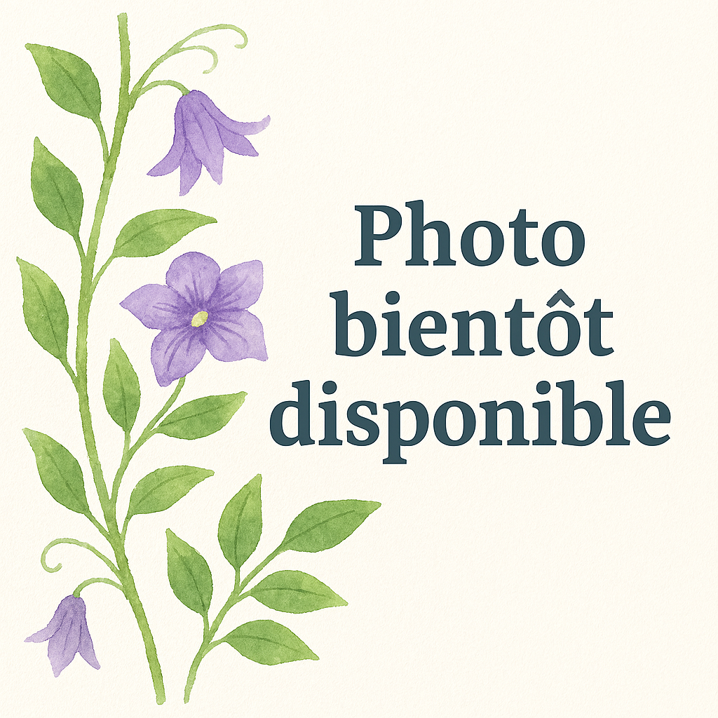 Clematite Dr Ruppel Plantes grimpantes Pepiniere de l Airial