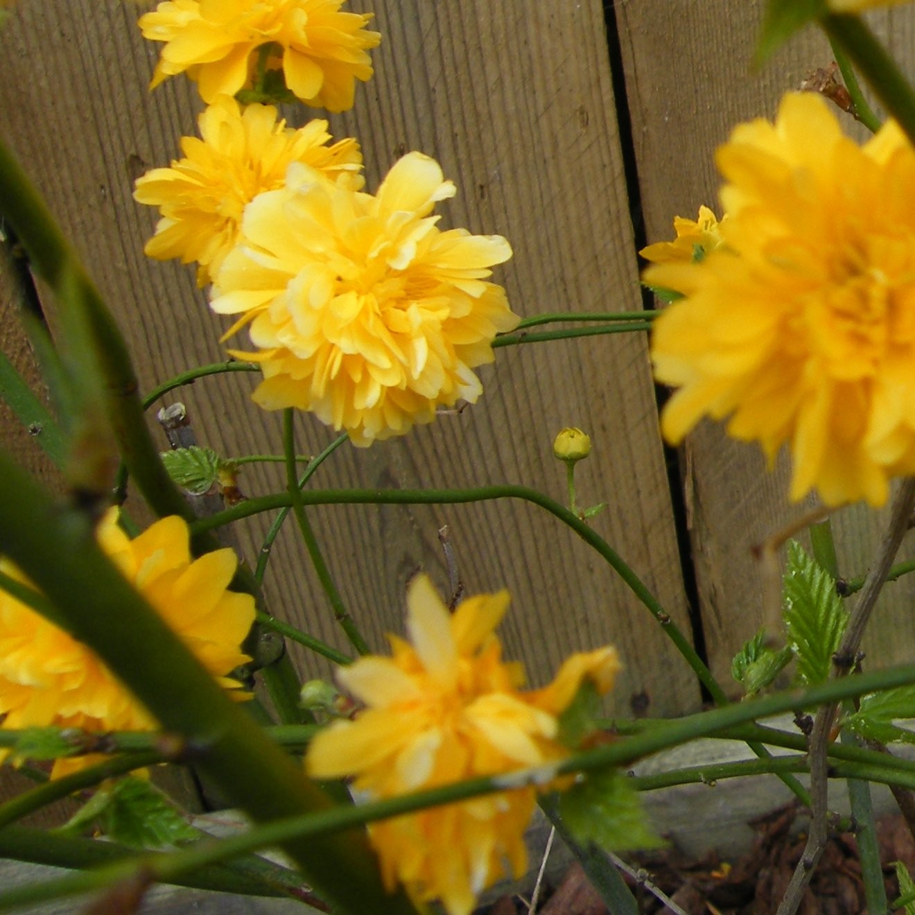 Kerria japonica Picta Pepiniere de l Airial