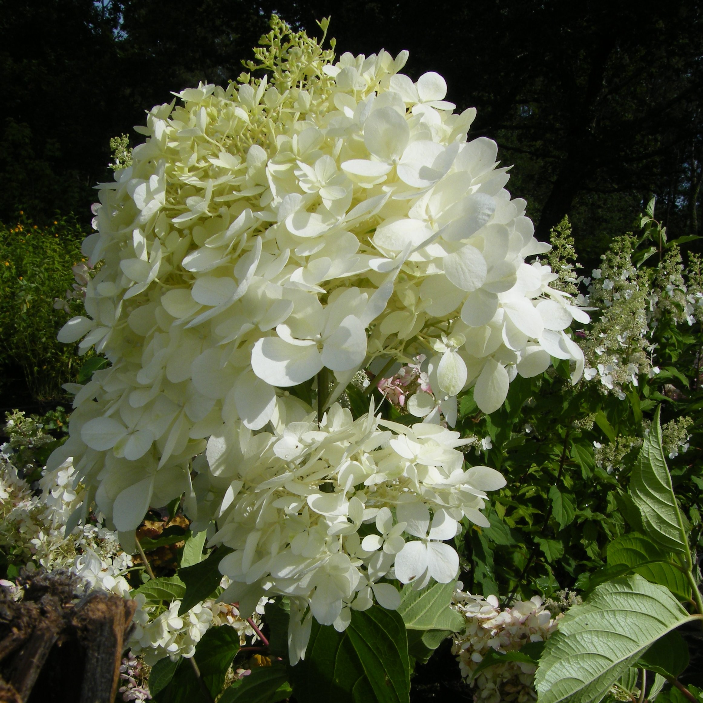 Hydrangea paniculata Phantom Pepiniere de l Airial