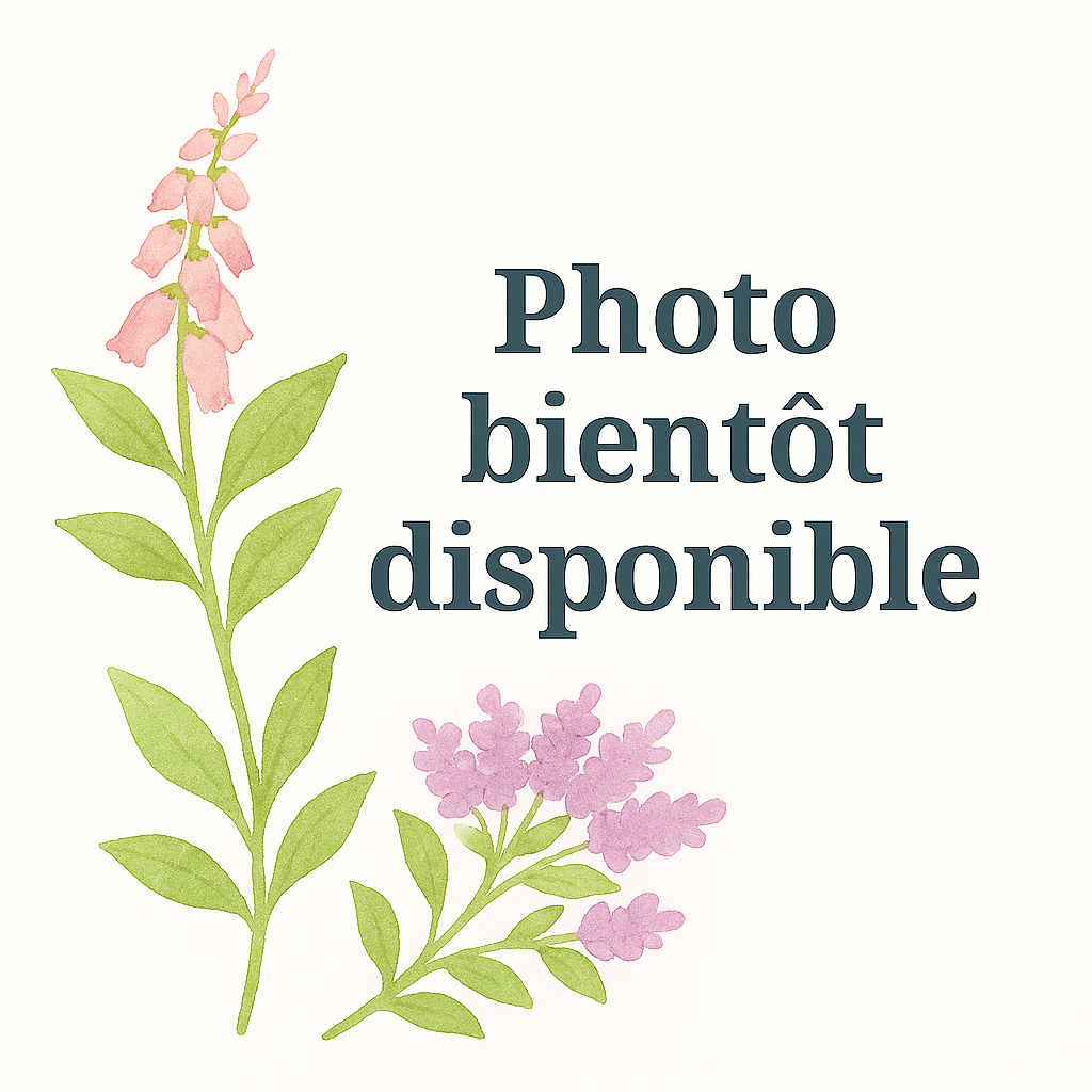 Hydrangea paniculata Limelight Pepiniere de l Airial