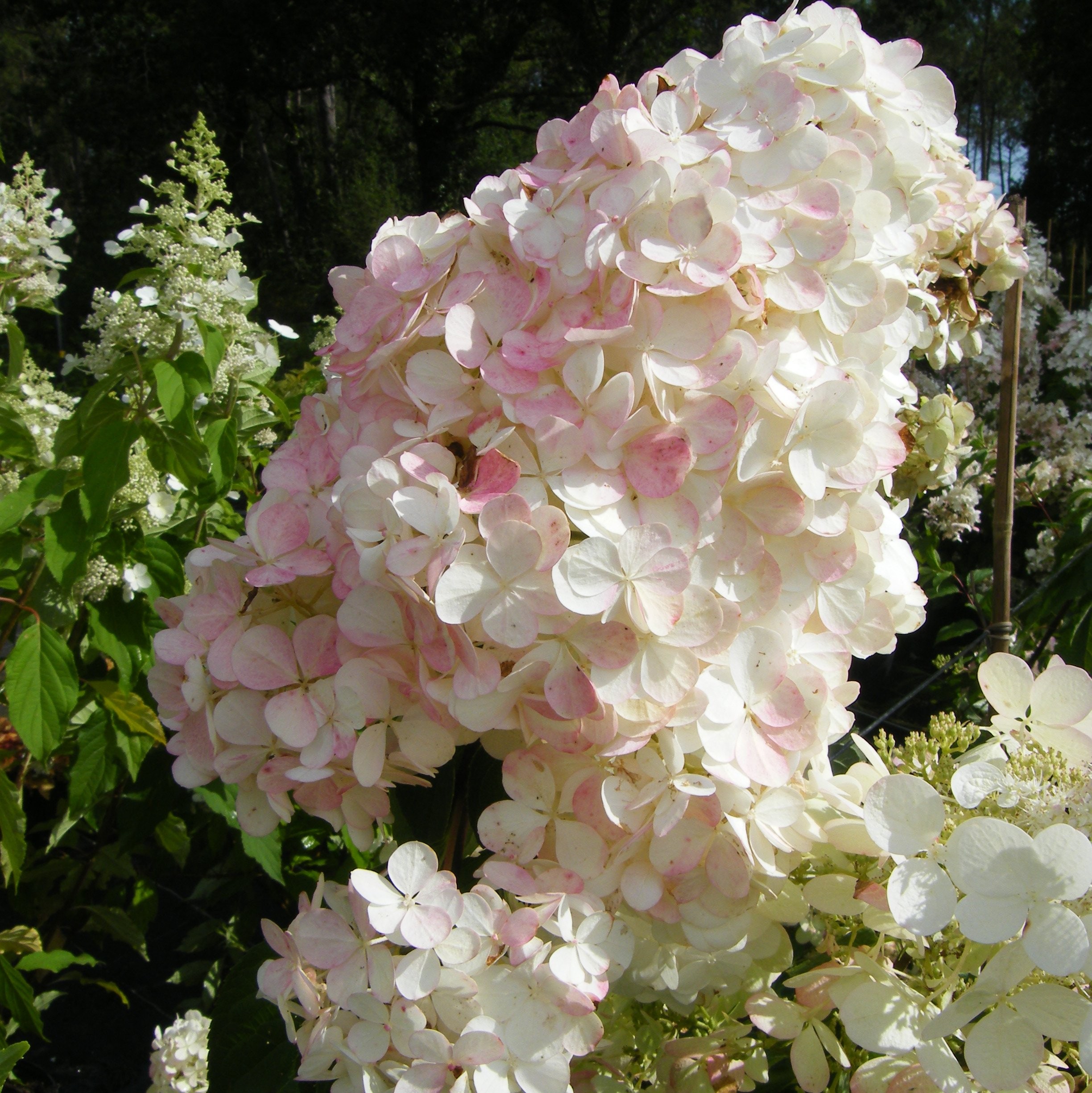 Hydrangea paniculata Vanille fraise Pepiniere de l Airial