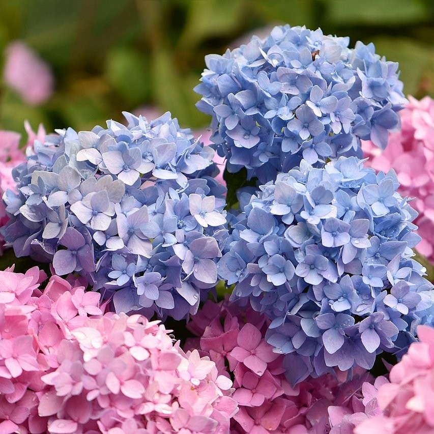 Hortensia Freudenstein Pepiniere de l Airial