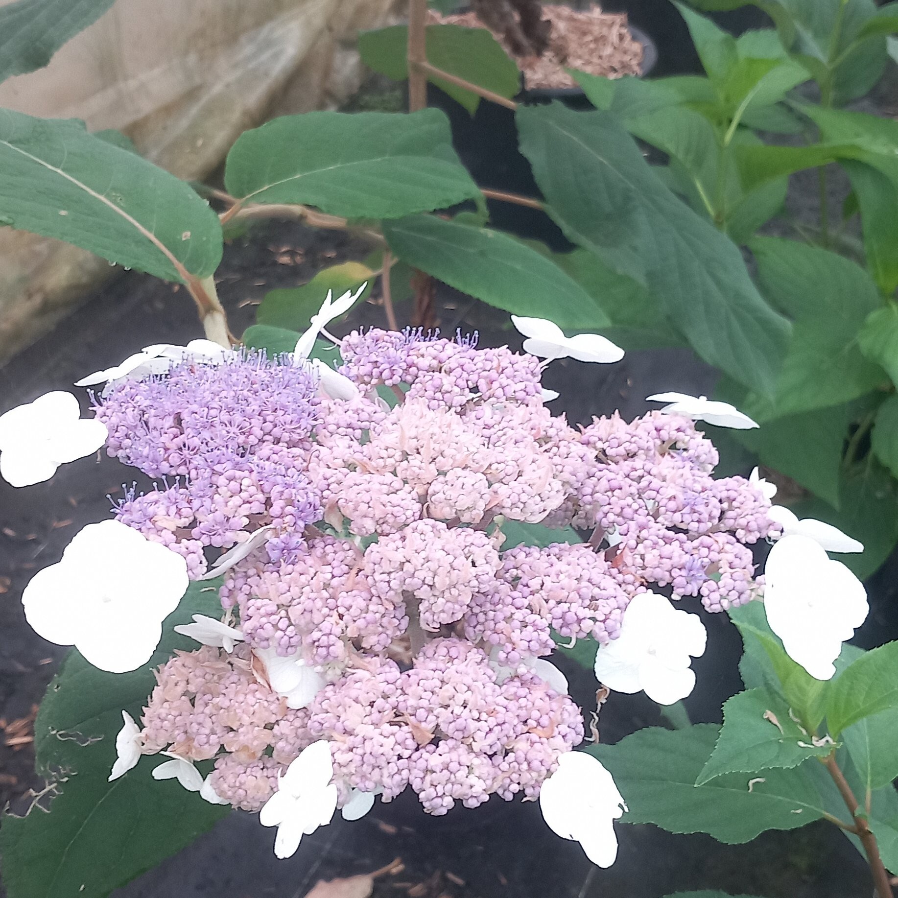 Hortensia Blue bird Pepiniere de l Airial