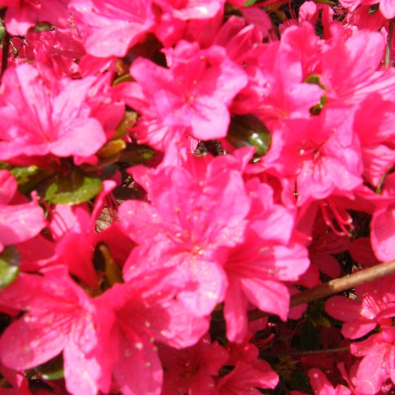 Azalee Encore empress Pepiniere de l Airial