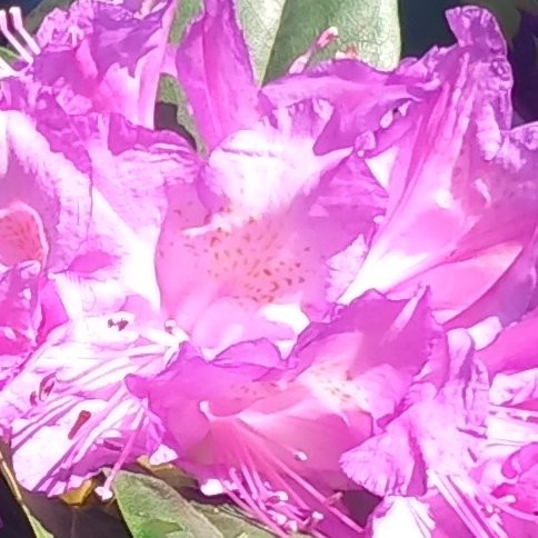 Azalee Martha Hitchcock Pepiniere de l Airial