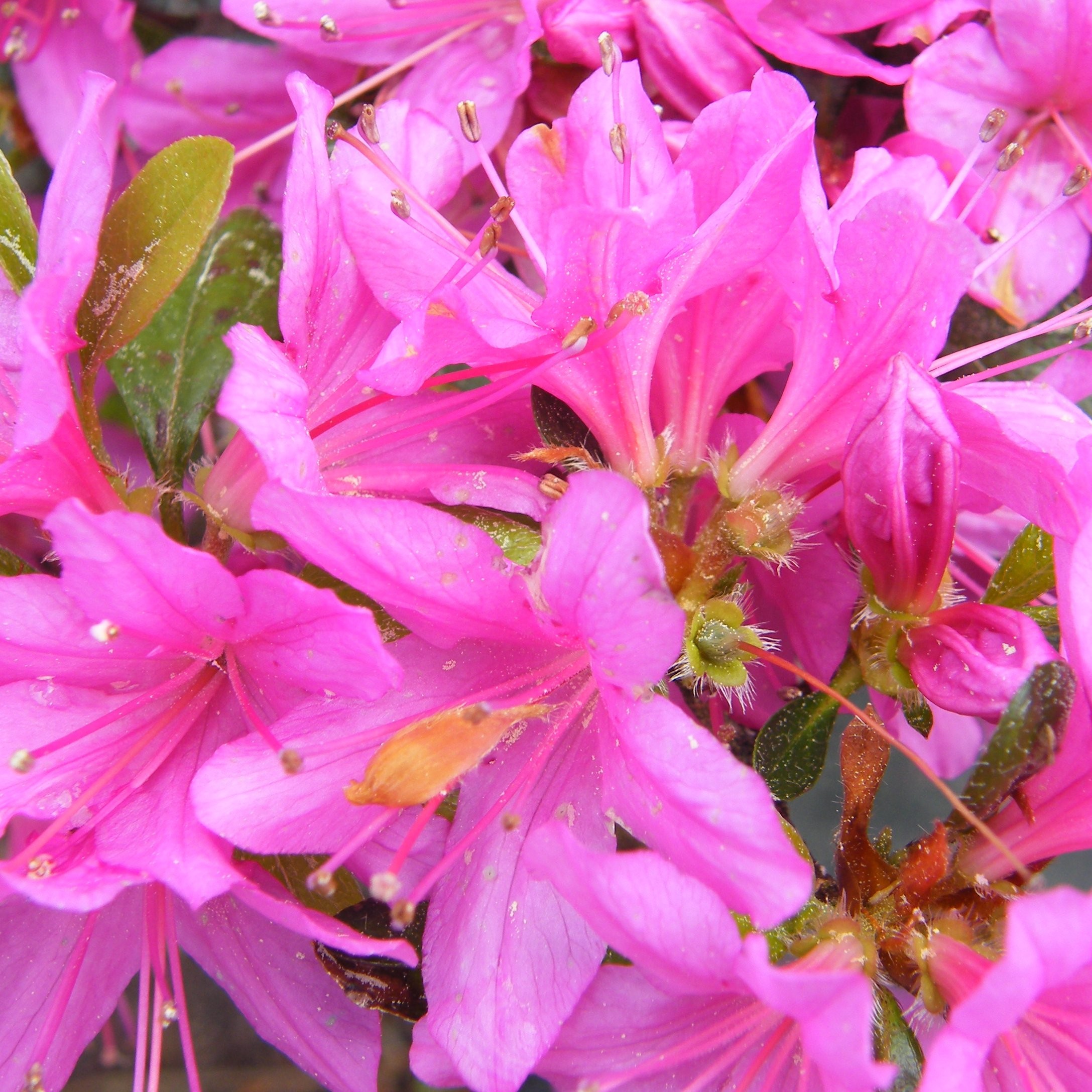 Azalee Purple spledour Pepiniere de l Airial