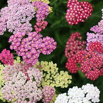 Achillea millefolium Vivaces Pepiniere de l Airial