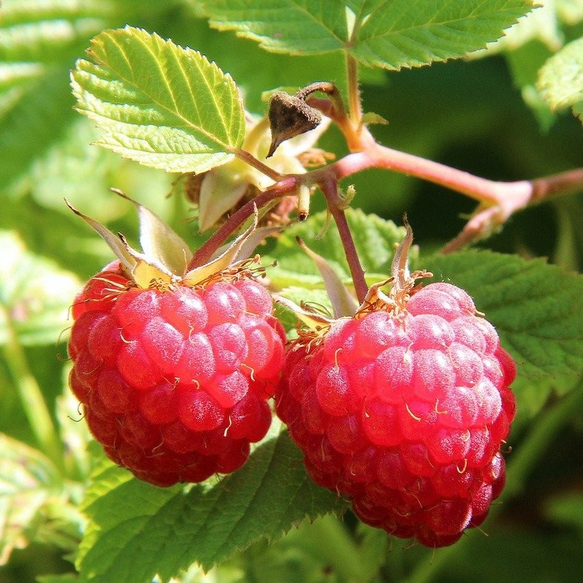 Framboisier Heritage – Pépinière de l’Airial (Landes)