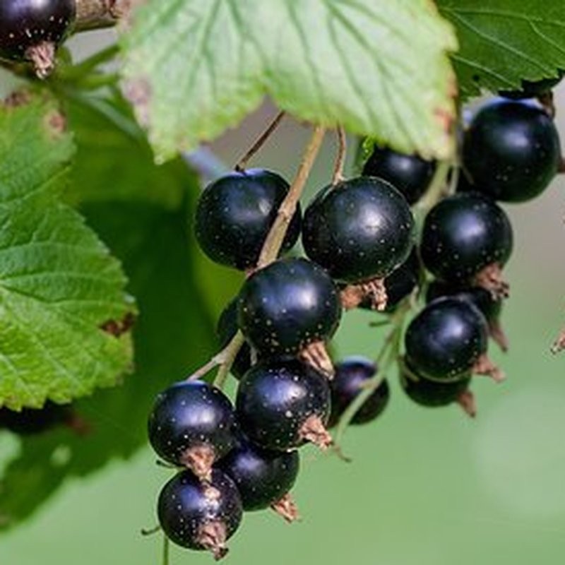 Cassis – Pépinière de l’Airial (Landes)