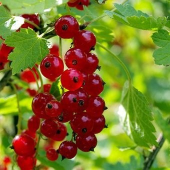 Groseillier Rouge Jonkheer – Pépinière de l’Airial (Landes)