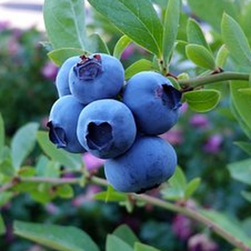 Myrtille Blue Gold – Pépinière de l’Airial (Landes)