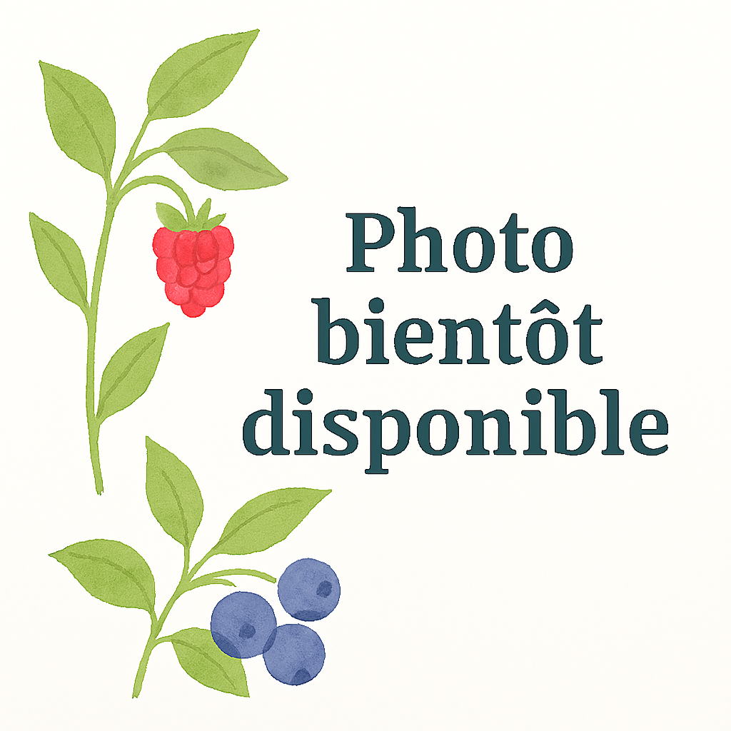 Cranberry – Pépinière de l’Airial (Landes)