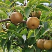 Nashi – Pépinière de l’Airial (Landes)