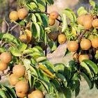 Nashi – Pépinière de l’Airial (Landes)