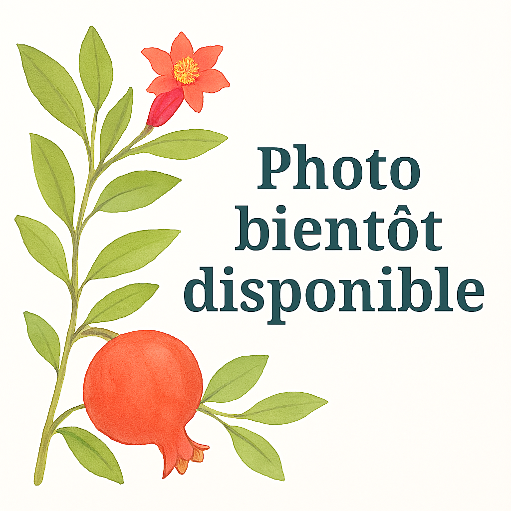 Grenadier – Pépinière de l’Airial (Landes)