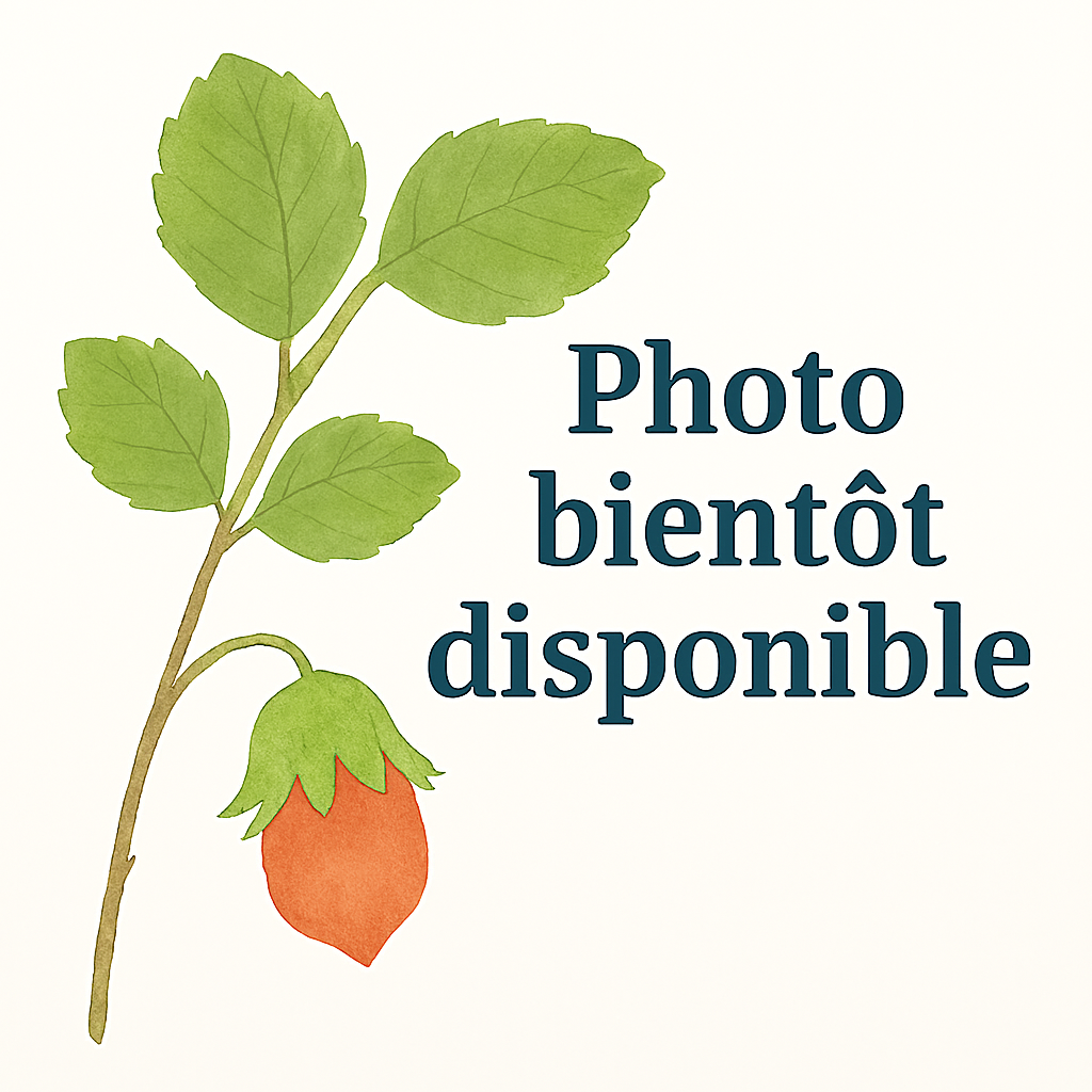 Noisetier Commun – Pépinière de l’Airial (Landes)