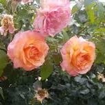 Rosa del camino de santiago