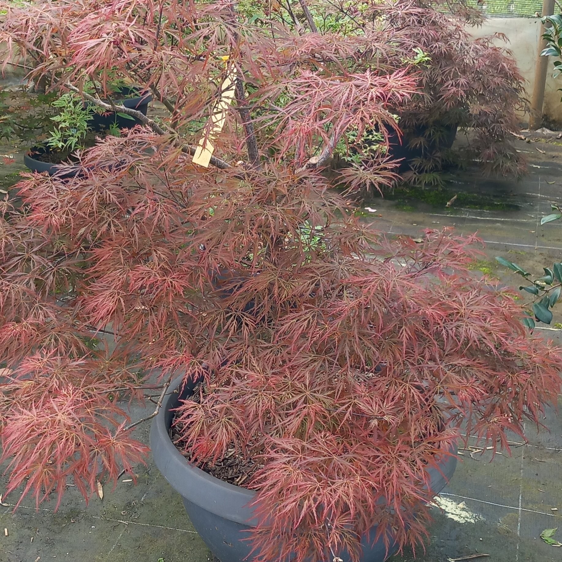 Acer palmatum dissectum – Arbres – Pepiniere de l Airial