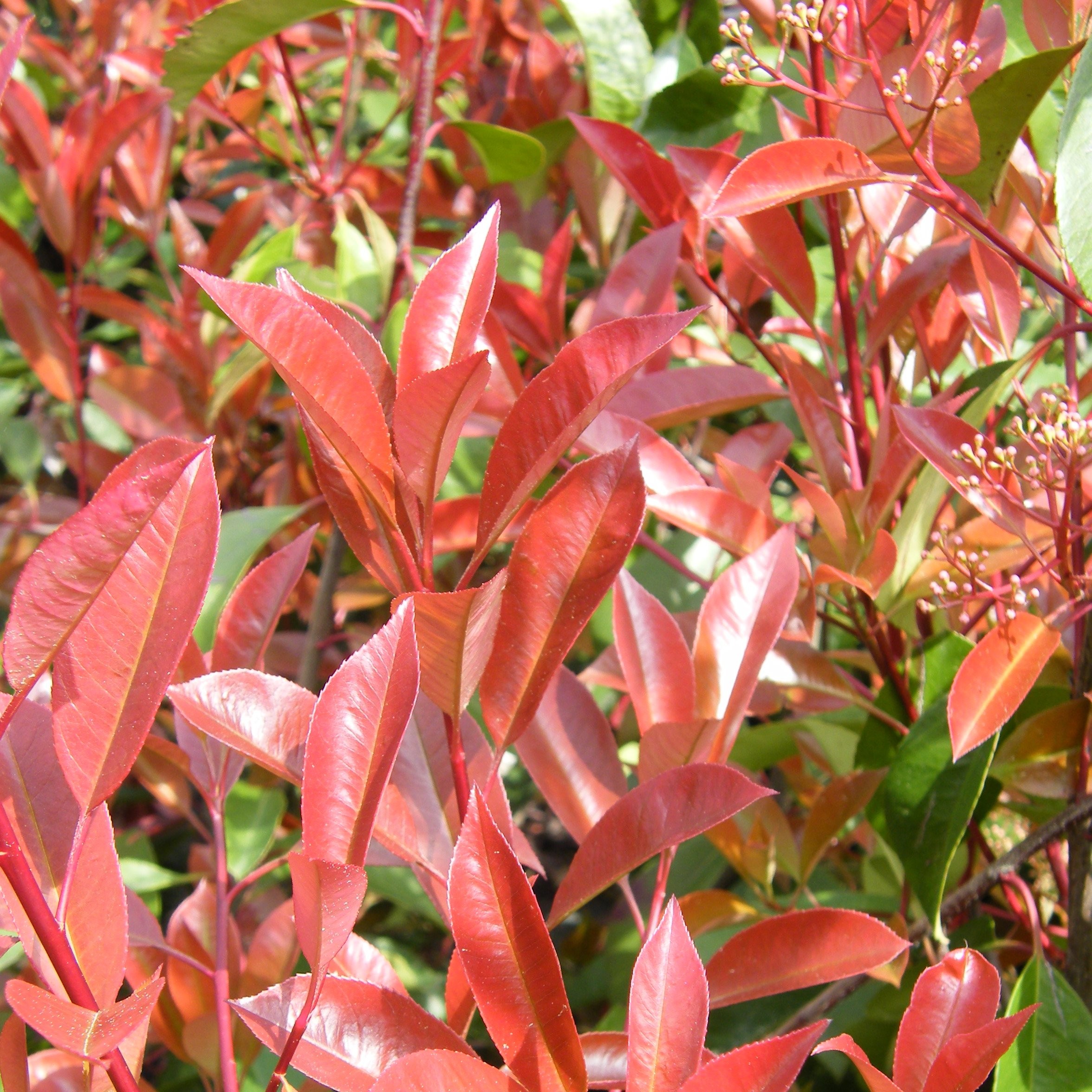 Photinia red robin – Arbres – Pepiniere de l Airial