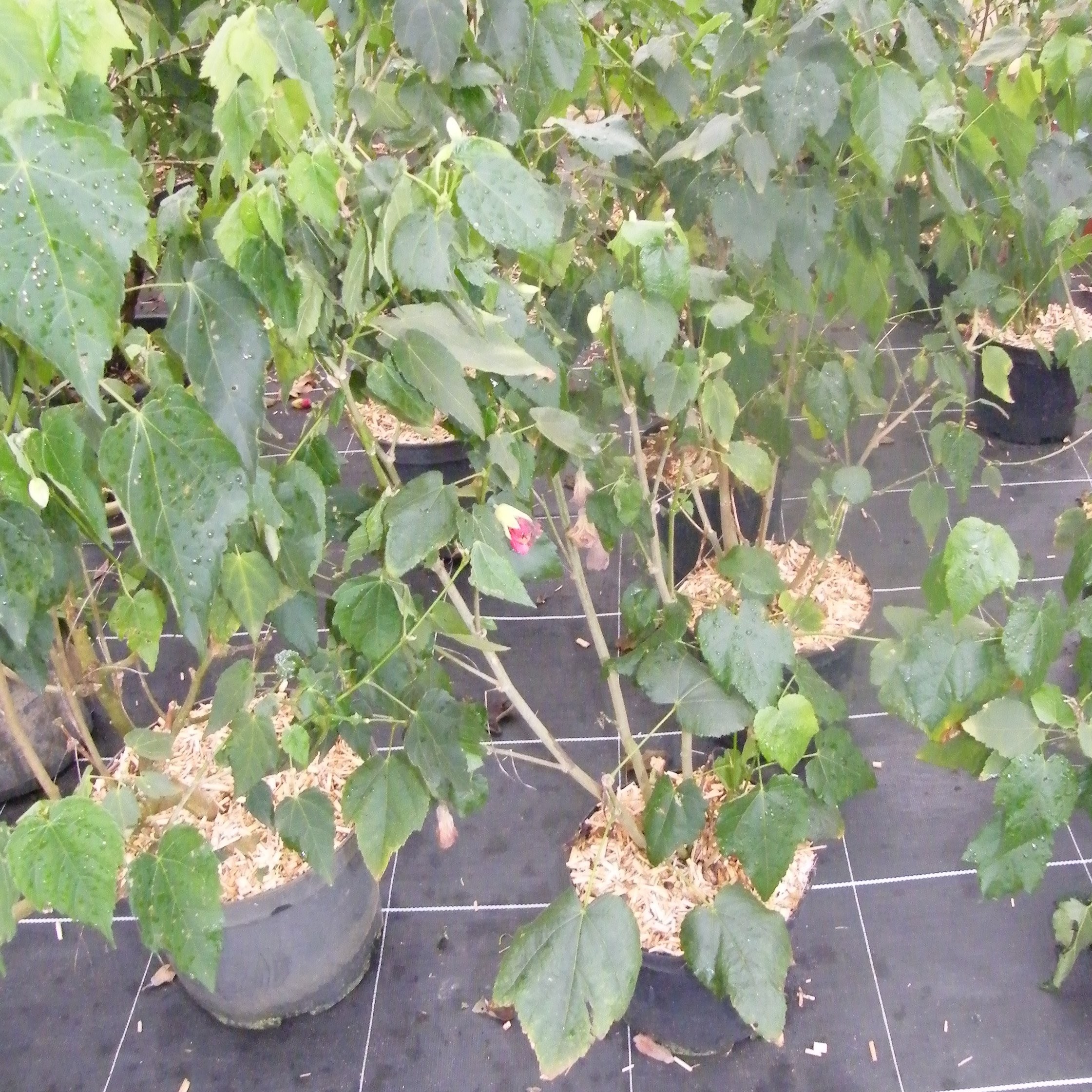 Abutilon Aphrodite Arbustes Pepiniere de l Airial