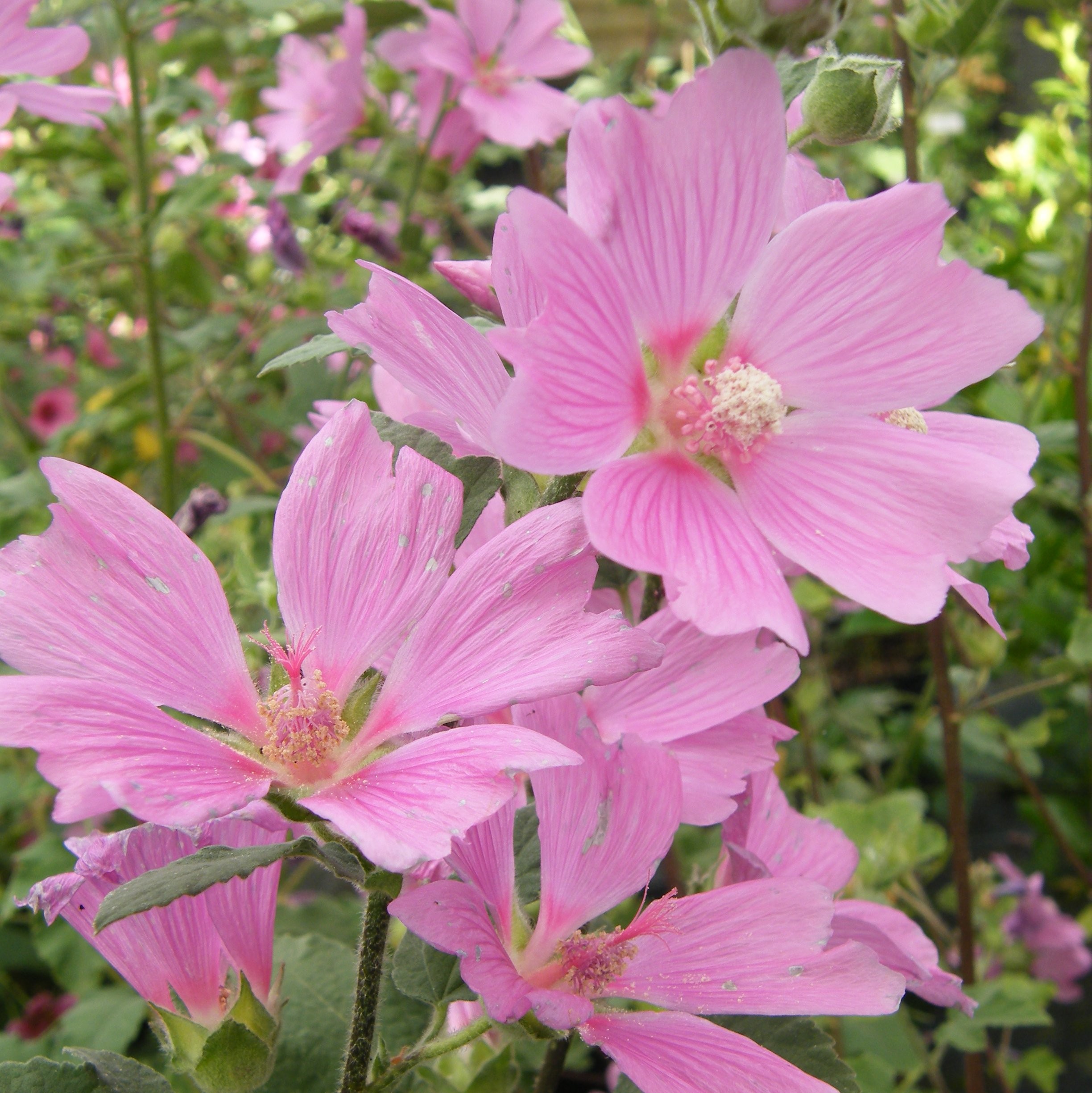 Anisodontea malvastroides Arbustes Pepiniere de l Airial