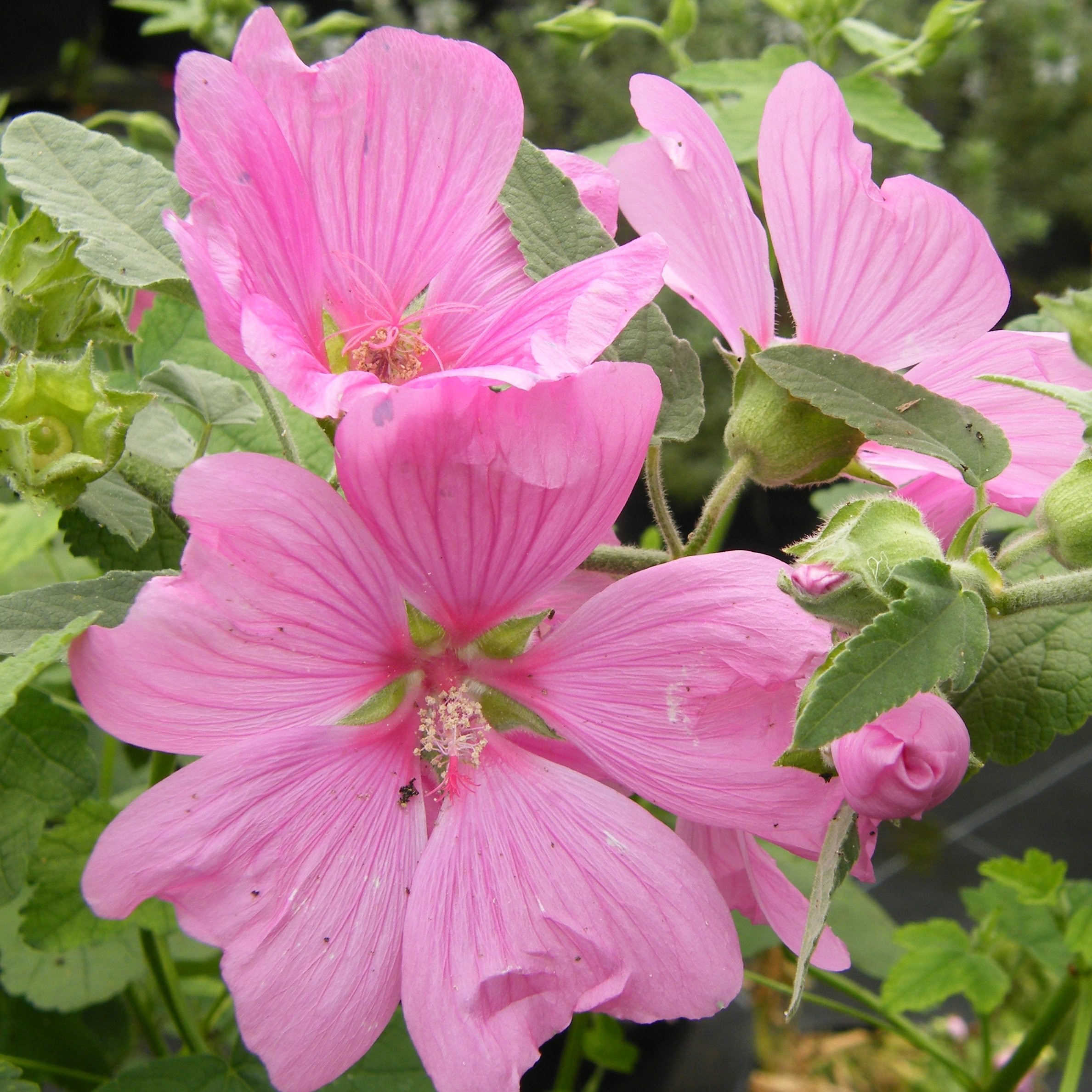 Anisodontea malvastroides Arbustes Pepiniere de l Airial
