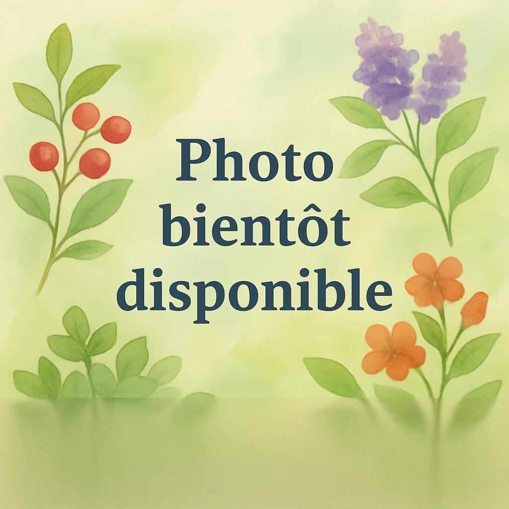 Amelanchier Arbustes Pepiniere de l Airial