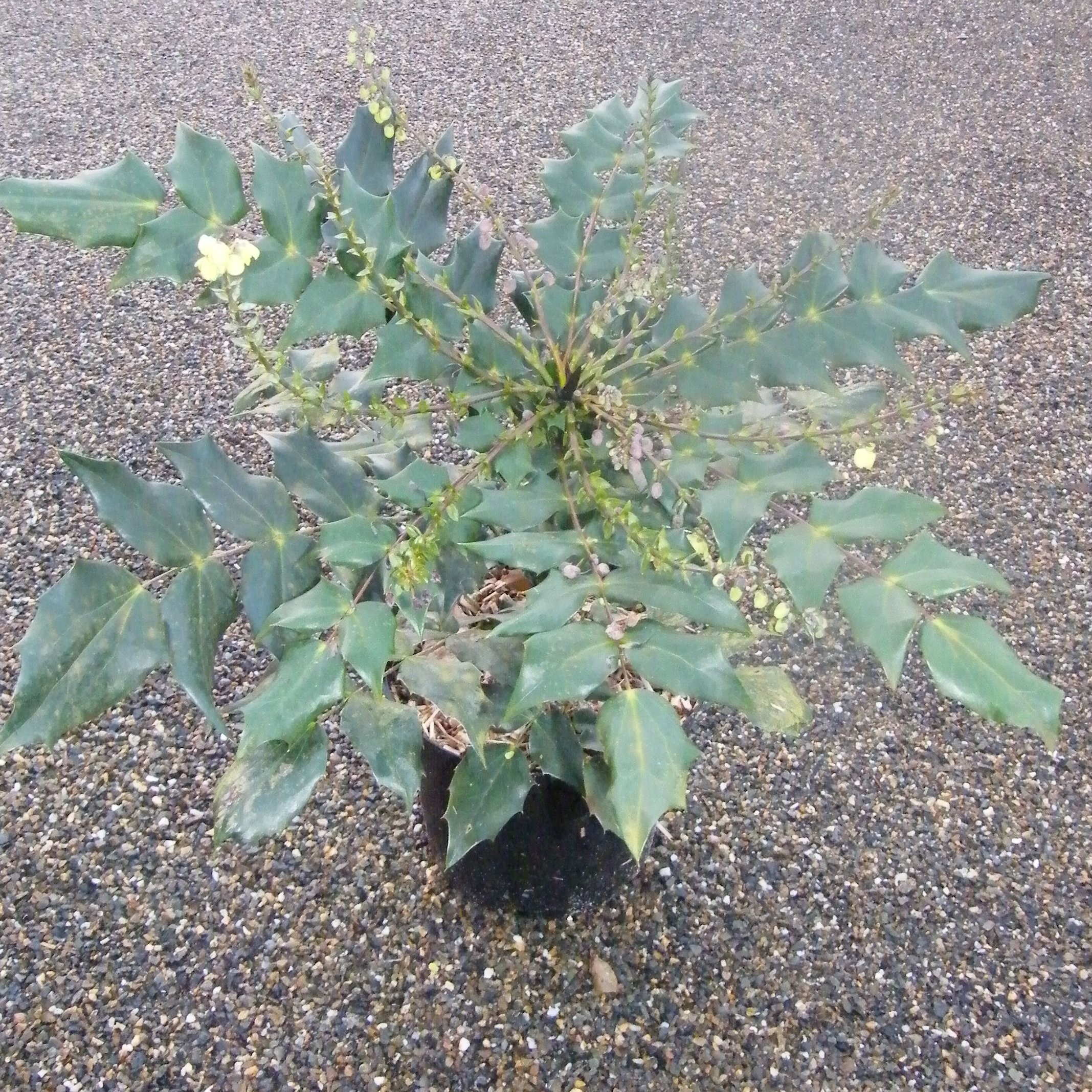 Aronia Arbustes Pepiniere de l Airial