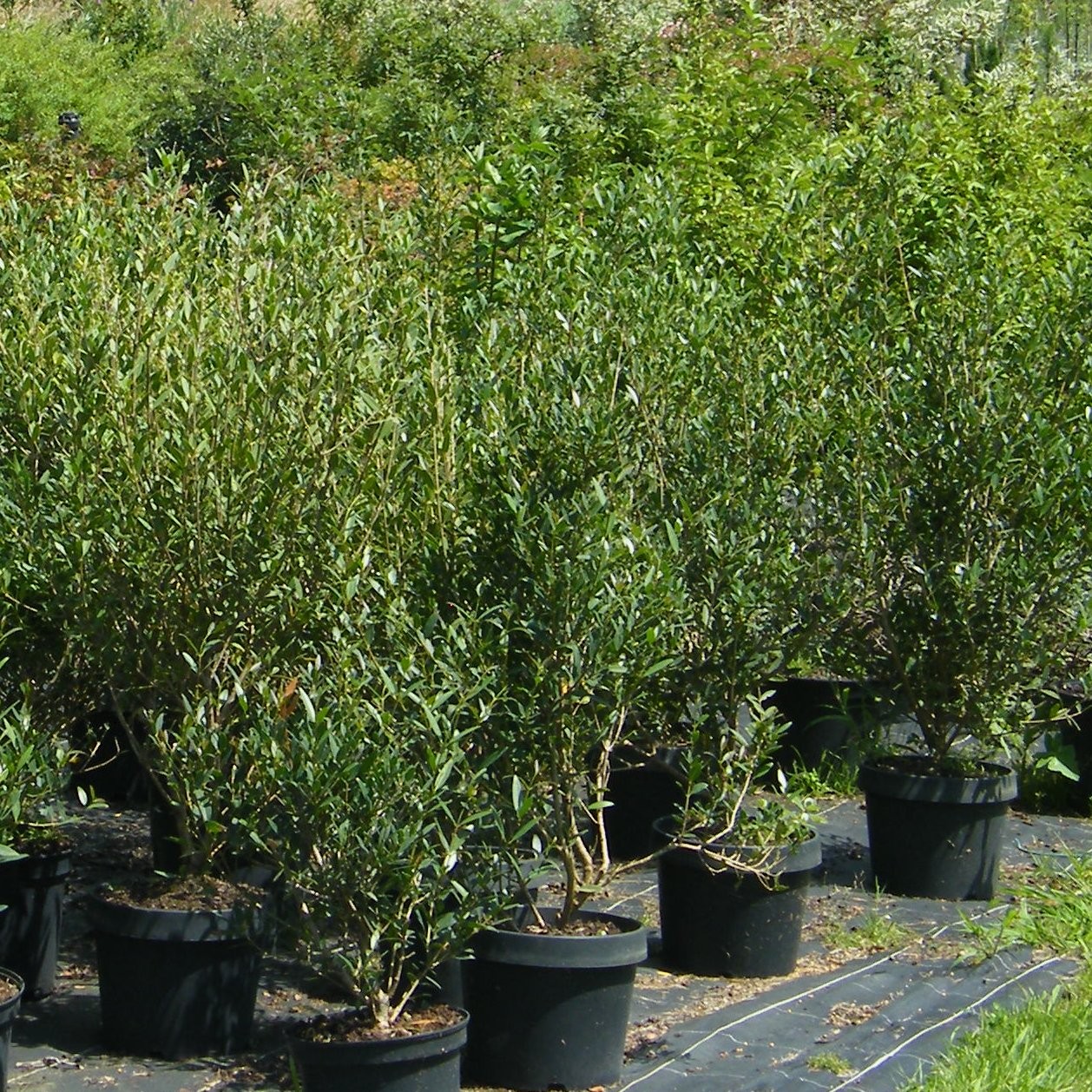 Phyllirea Arbustes Pepiniere de l Airial