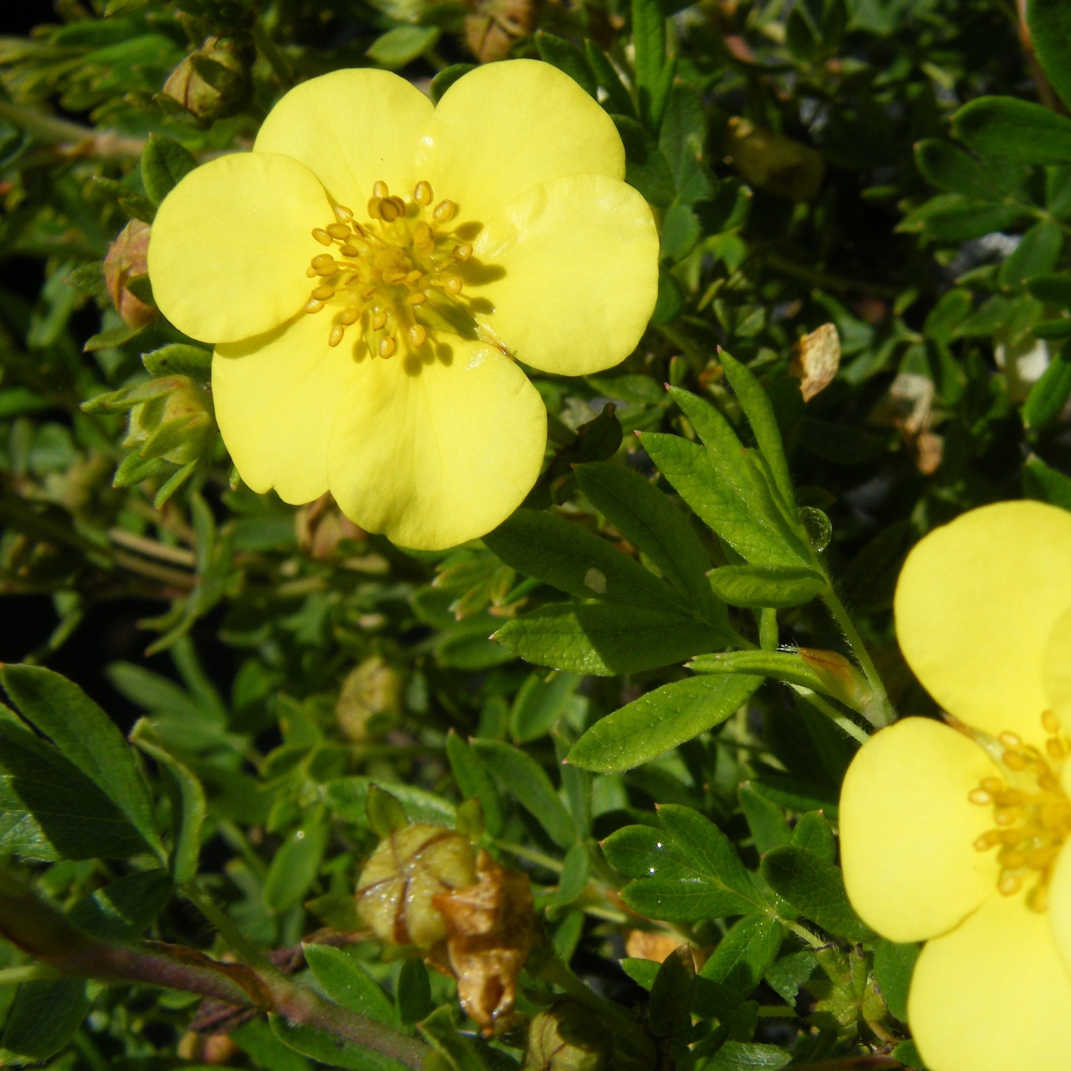 Potentille fruticosa Arbustes Pepiniere de l Airial