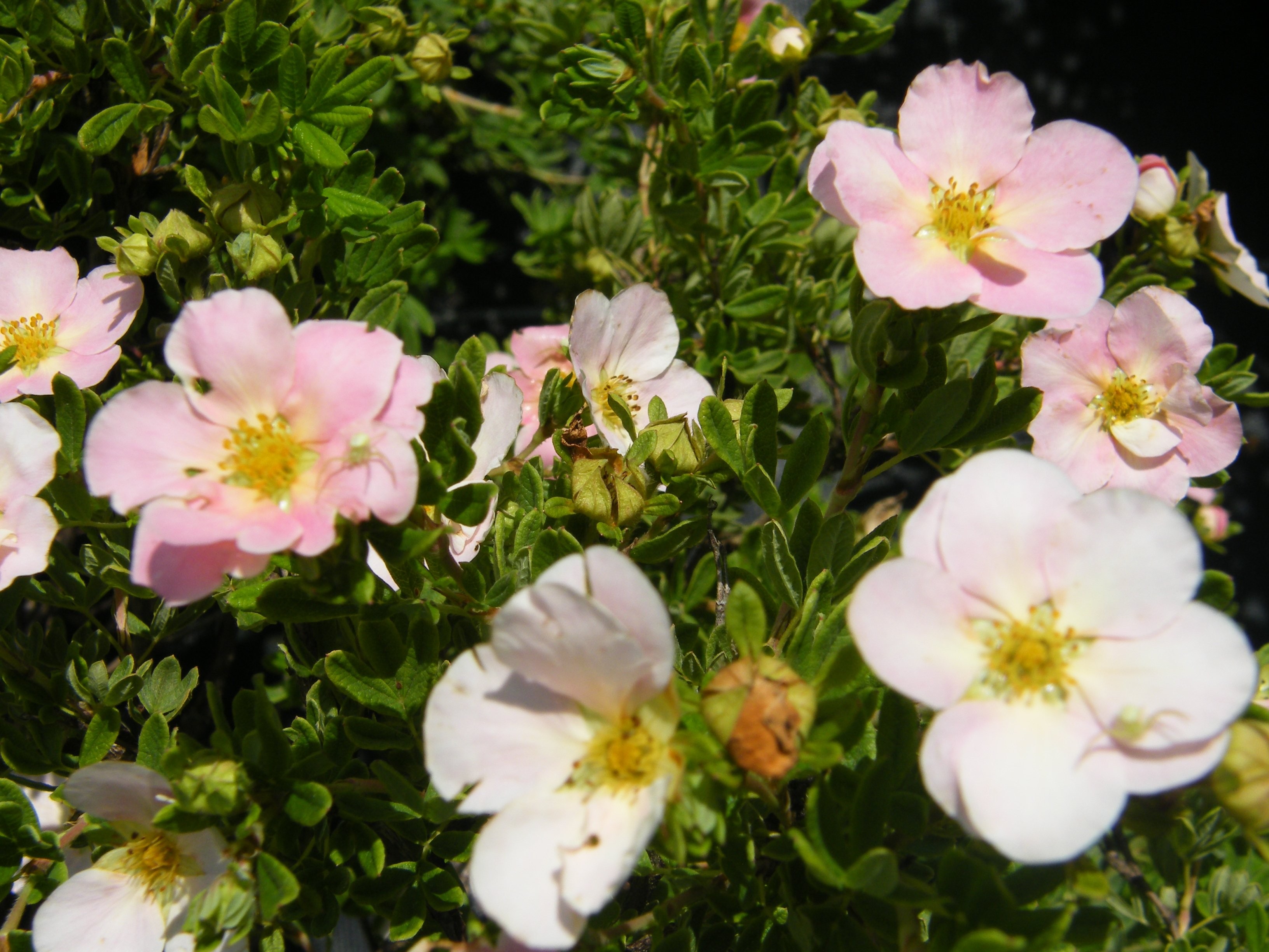 Potentille fruticosa Arbustes Pepiniere de l Airial