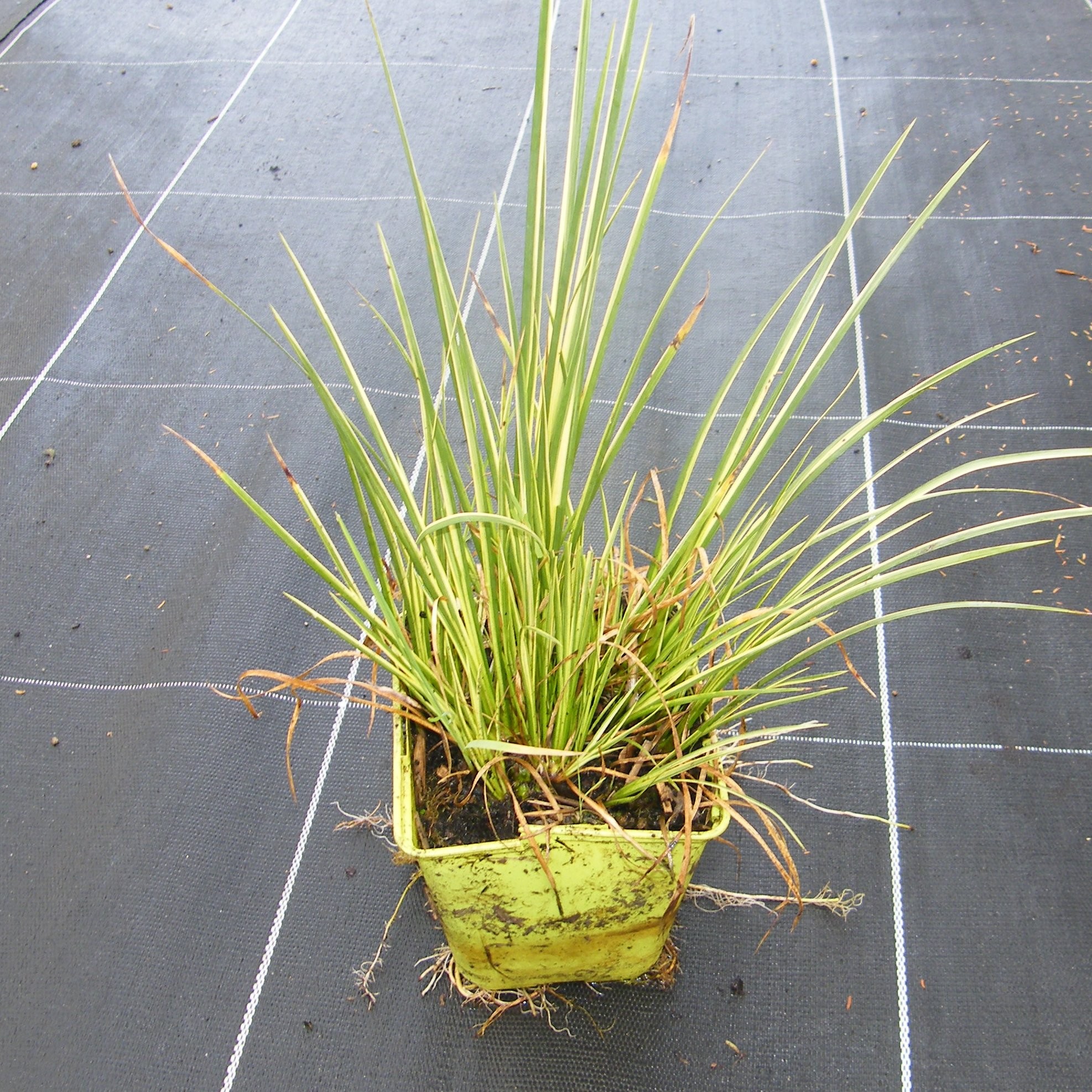 Acorus Vivaces Pepiniere de l Airial