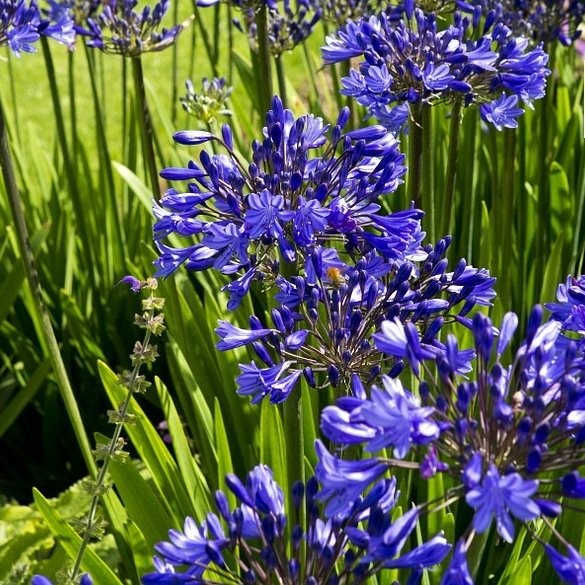 Agapanthe Peter pan Vivaces Pepiniere de l Airial