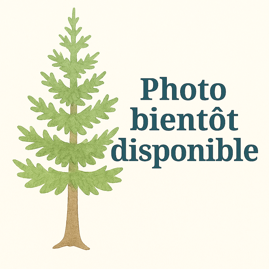 Taxus fastigiata Coniferes Pepiniere de l Airial