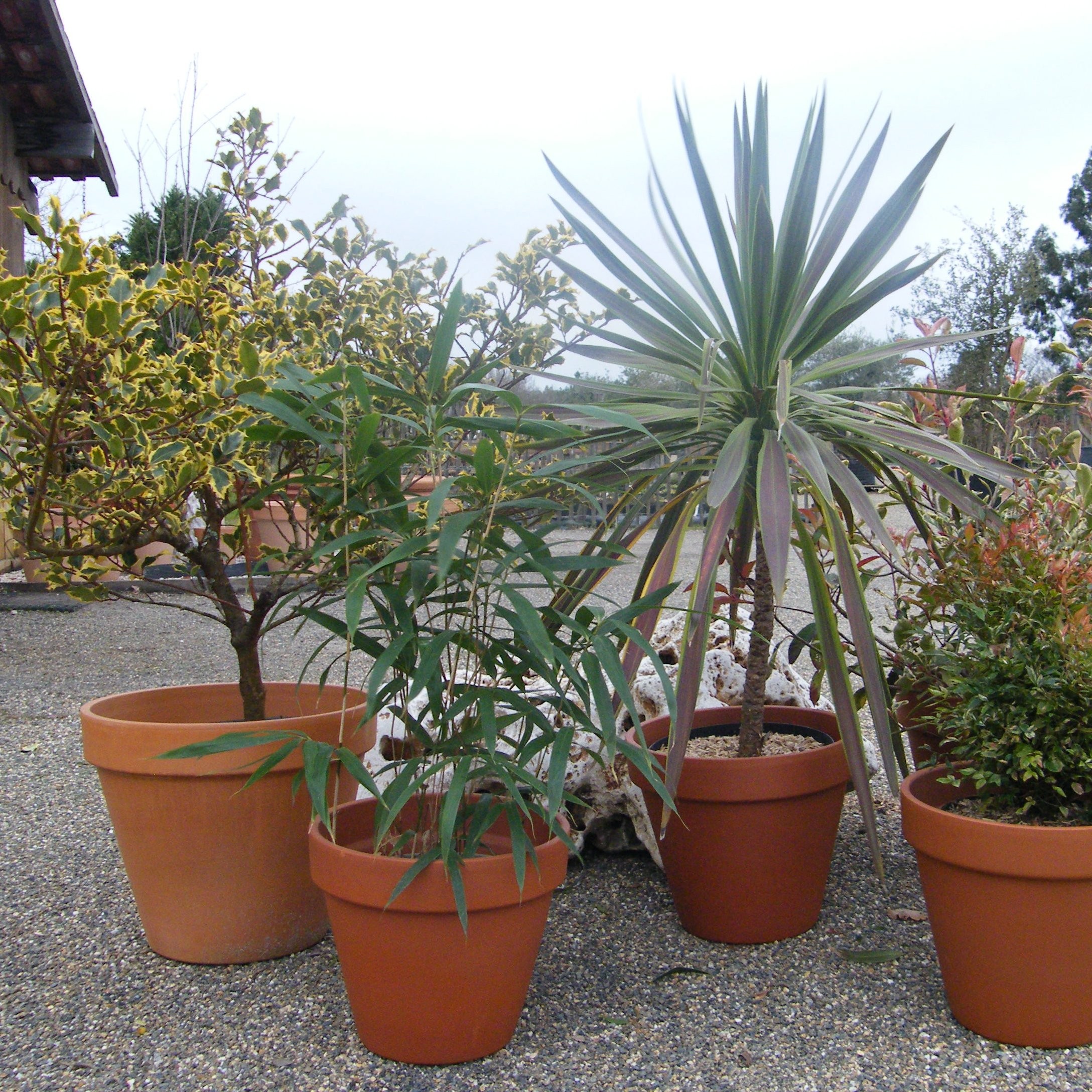 Location de plantes pour mariage et événements – Pépinière de l’Airial (Landes)
