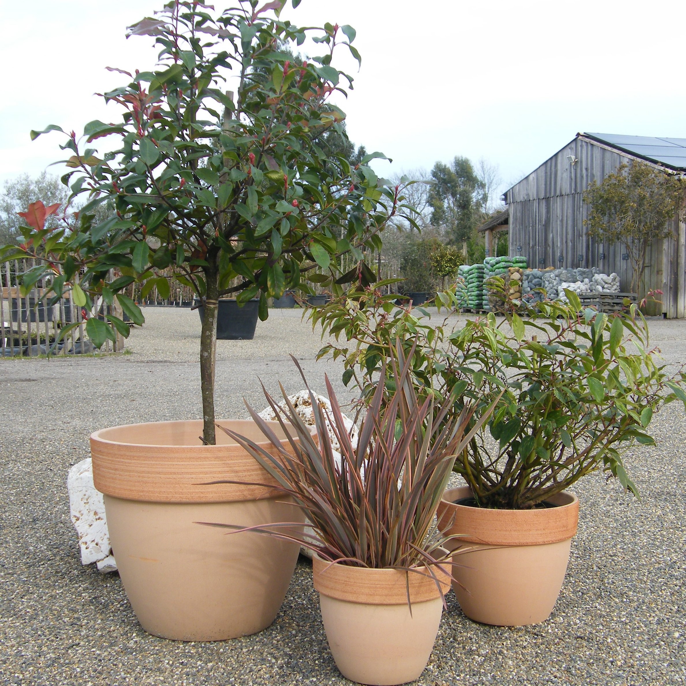 Location de plantes pour mariage et événements – Pépinière de l’Airial (Landes)