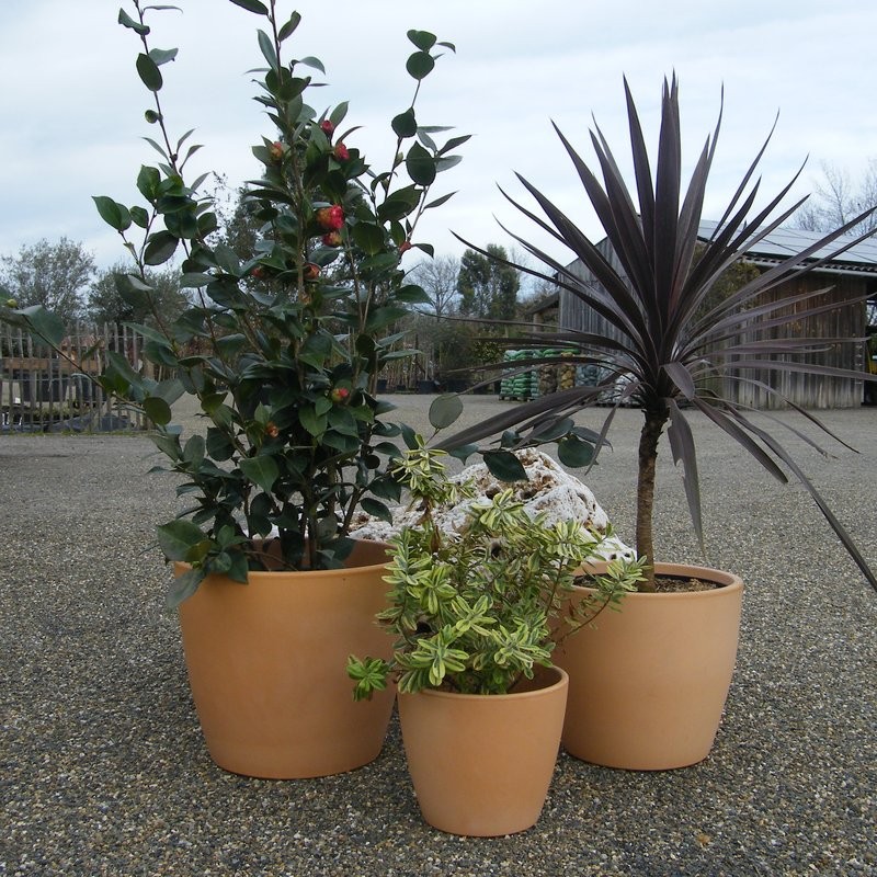 Location de plantes pour mariage et événements – Pépinière de l’Airial (Landes)