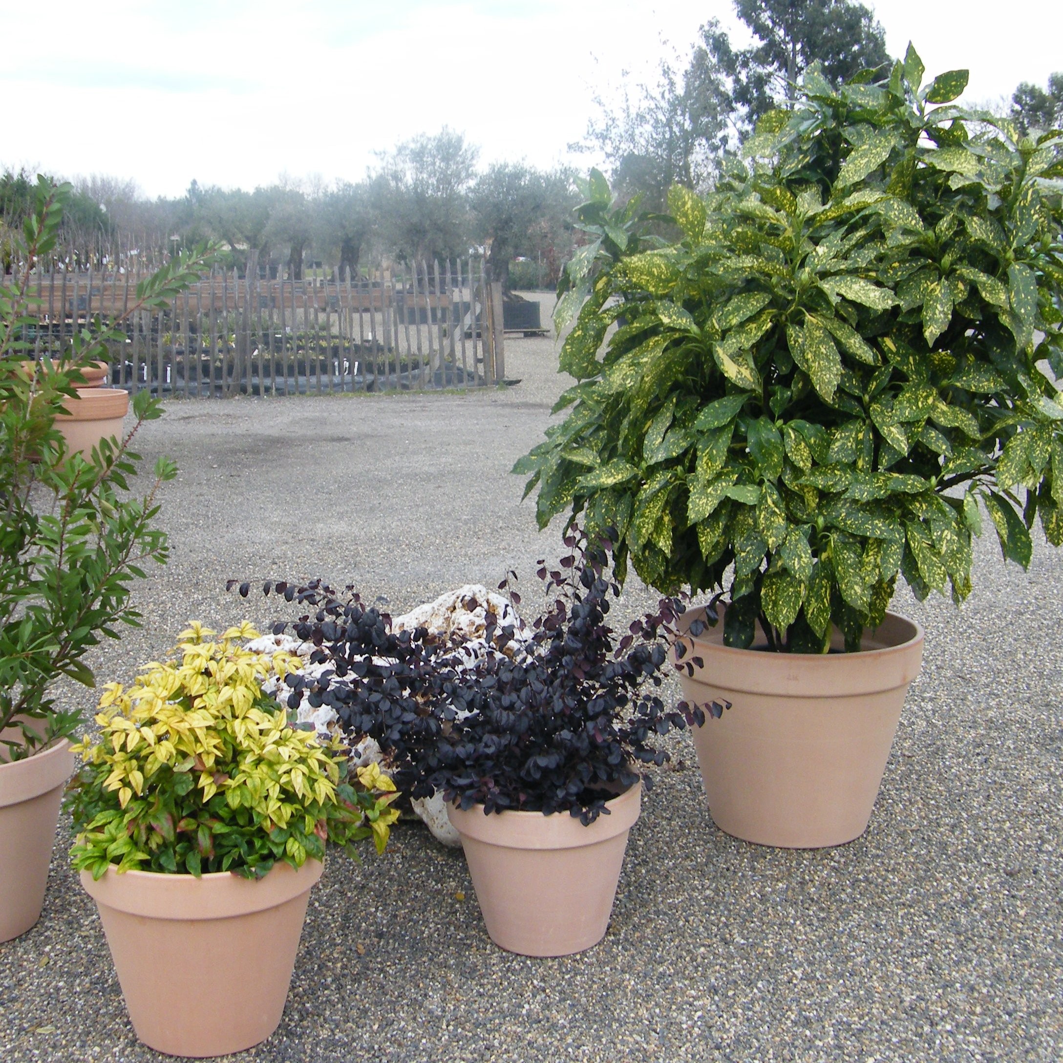 Location de plantes pour mariage et événements – Pépinière de l’Airial (Landes)