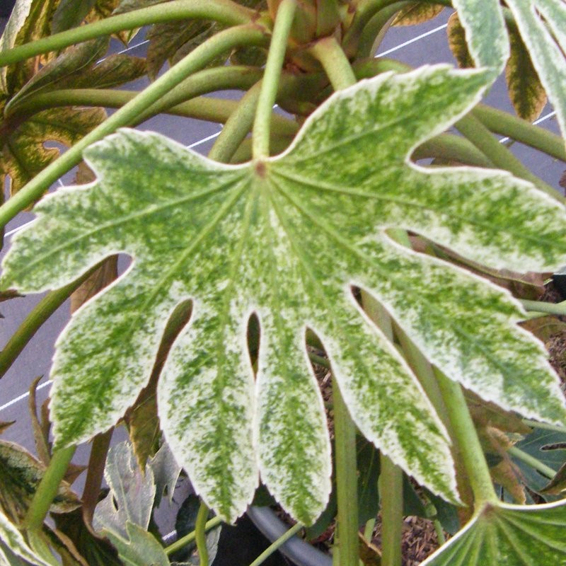 Aralia Japonica Spider WEB Pepiniere de l Airial