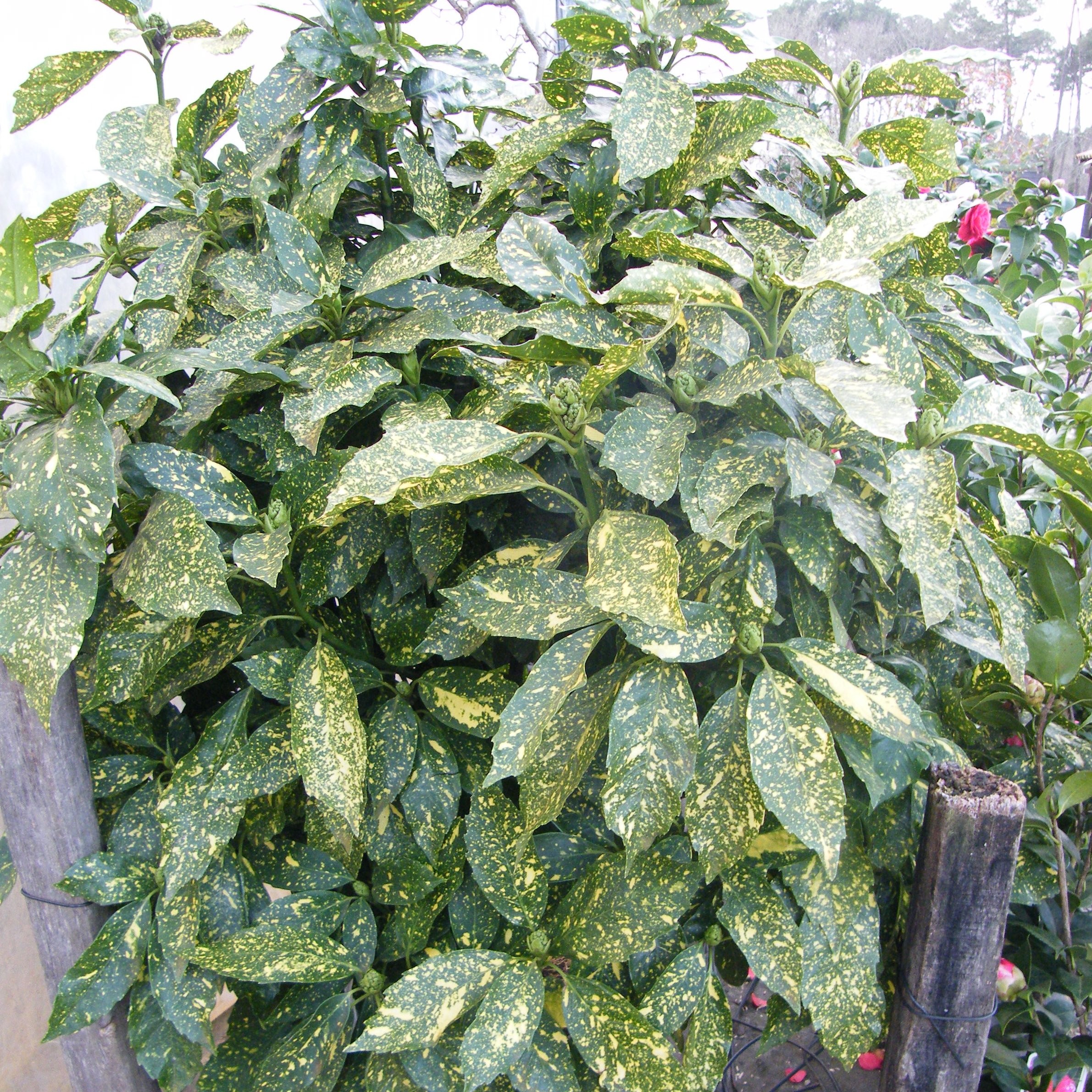 Aucuba japonica Crotonifolia Pepiniere de l Airial