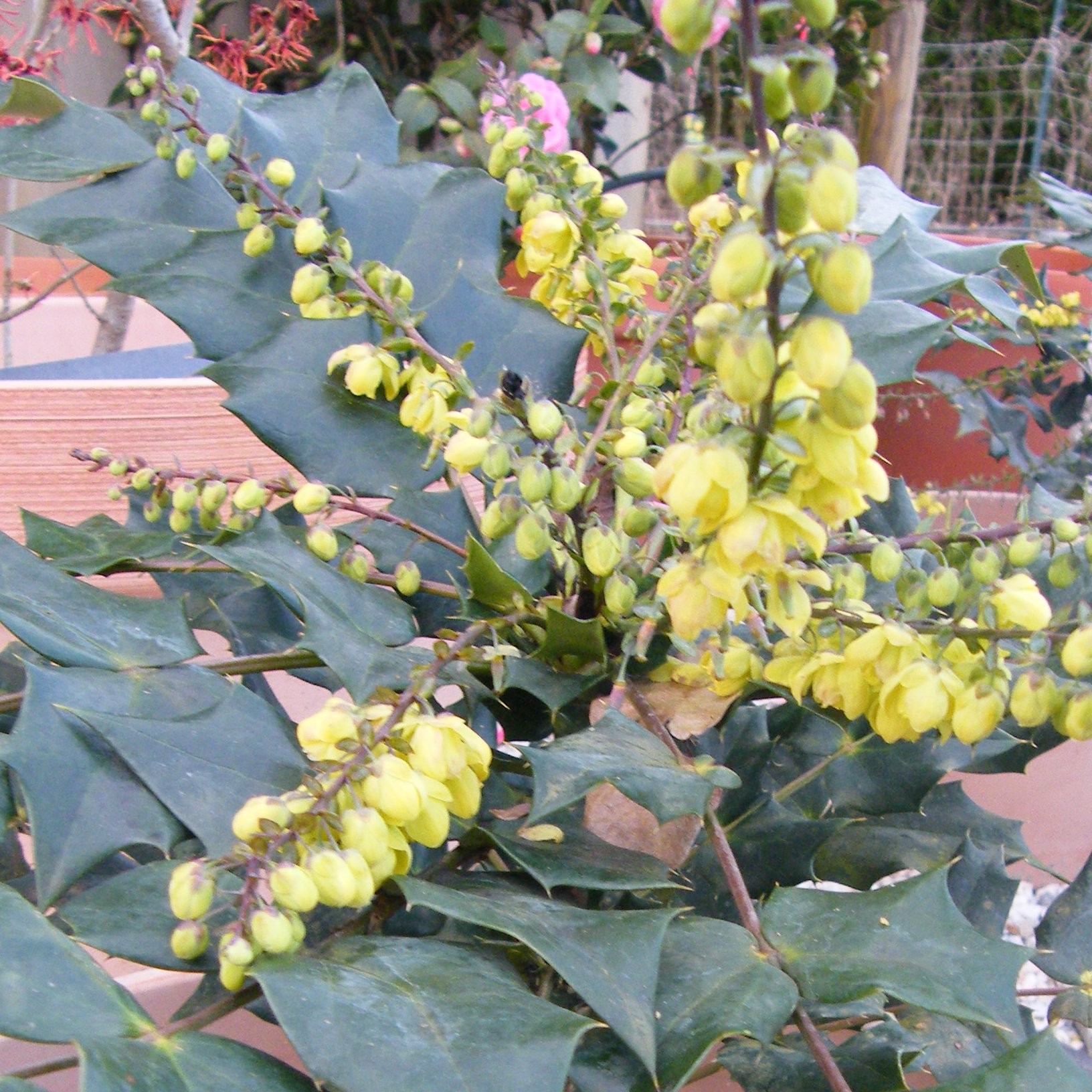 Mahonia bealei Pepiniere de l Airial