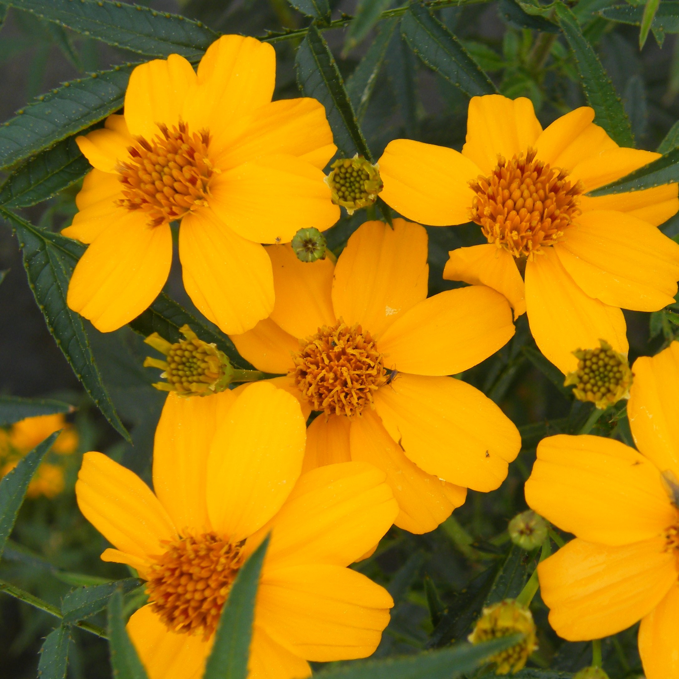 Tagette lemonii Vivaces Pepiniere de l Airial