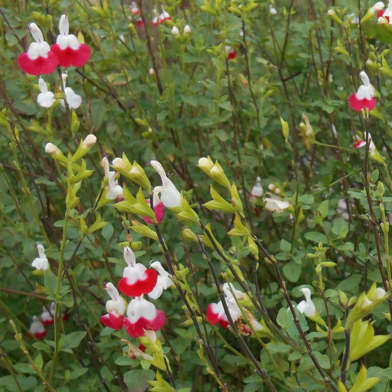 Sauge Hot lips Vivaces Pepiniere de l Airial