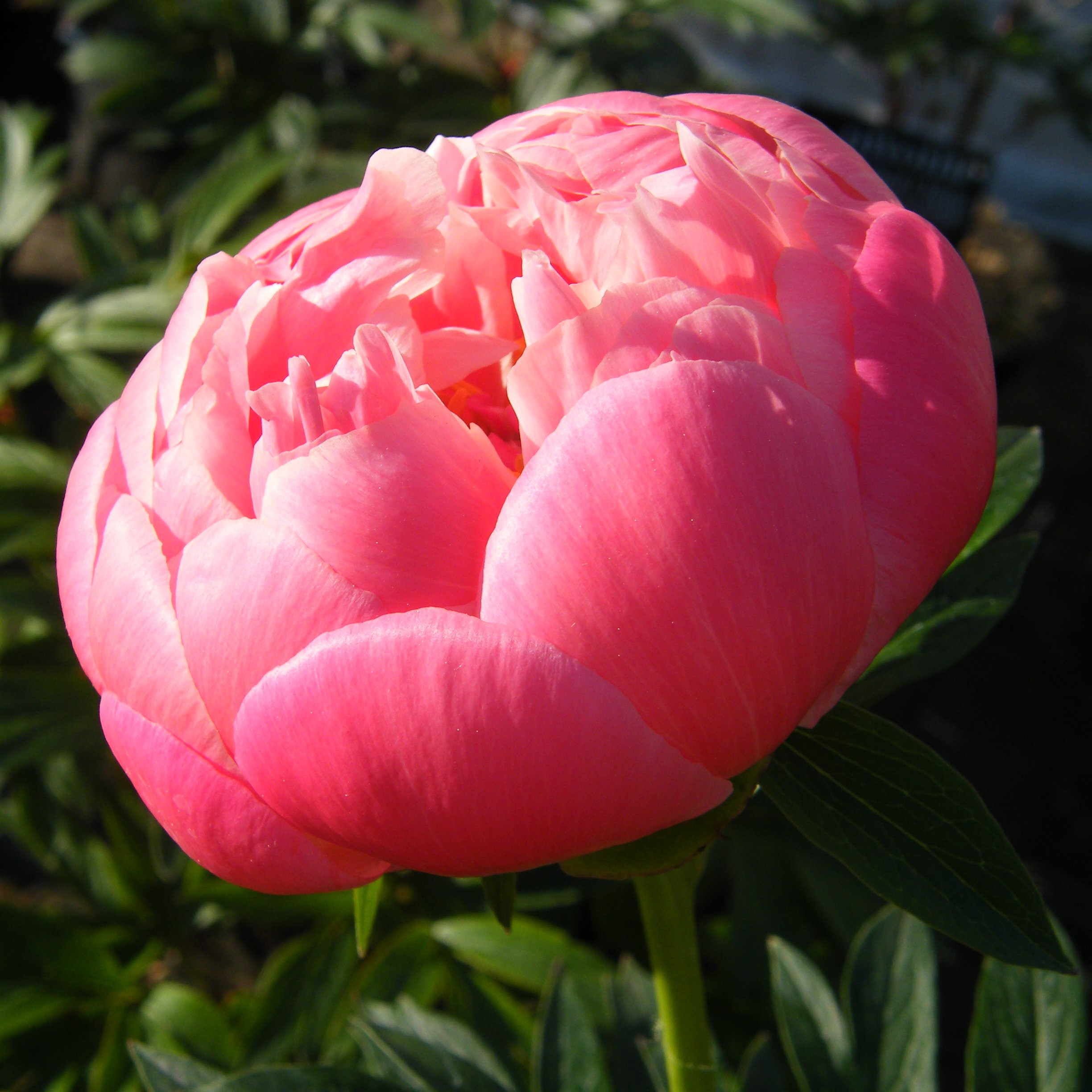 Pivoine Coral Charm – Fleur corail spectaculaire