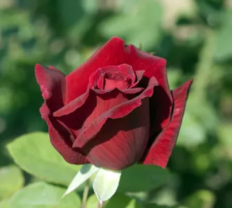 Chrysler imperial rouge